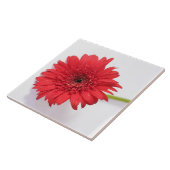 Rote Orange Chrysanthemum Blume Floral Fliese (Seite)