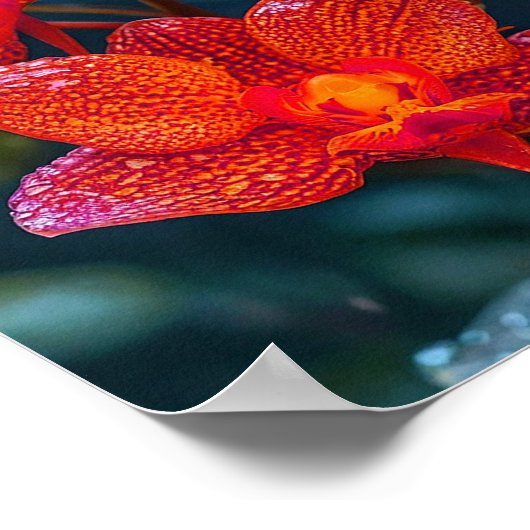 Rote Orchid-Blume Poster (Ecke)