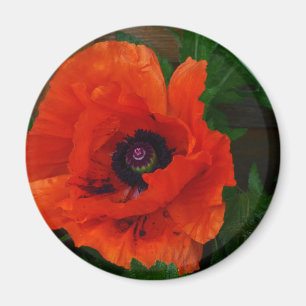 Rote orientalische Mohnblume Magnet