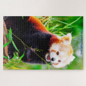 Rote Panda-Bären. Jigsaw Puzzle (Horizontal)