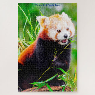 Rote-Panda-Bären. Puzzle