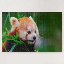 Rote Panda-Bären.