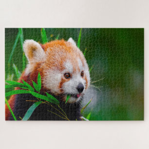 Rote Panda-Bären. Puzzle
