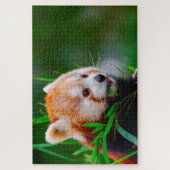 Rote Panda-Bären. Puzzle (Vertikal)