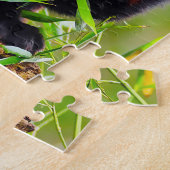 Rote Panda-Bären. Puzzle (Seite)