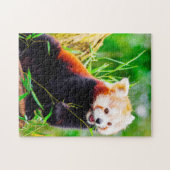 Rote Panda-Bären. Puzzle (Horizontal)