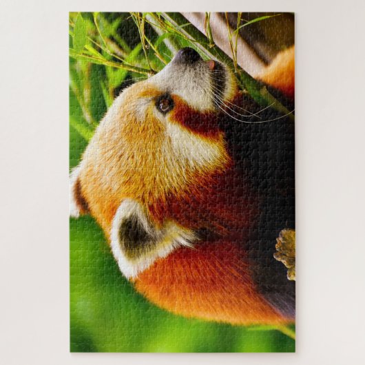 Rote Panda-Bären. Puzzle (Vertikal)