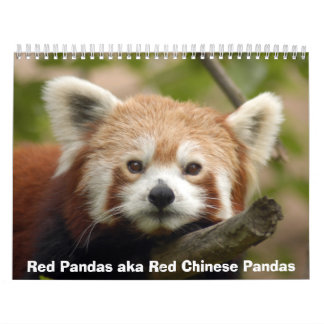 Rote Panda-Kalender Kalender