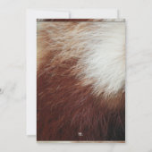 Rote Panda-Party Einladungen (Rückseite)