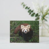 Rote Panda Postkarte (Stehend Vorderseite)