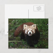 Rote Panda Postkarte (Vorne/Hinten)