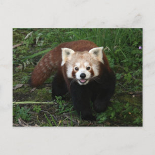Rote Panda Postkarte