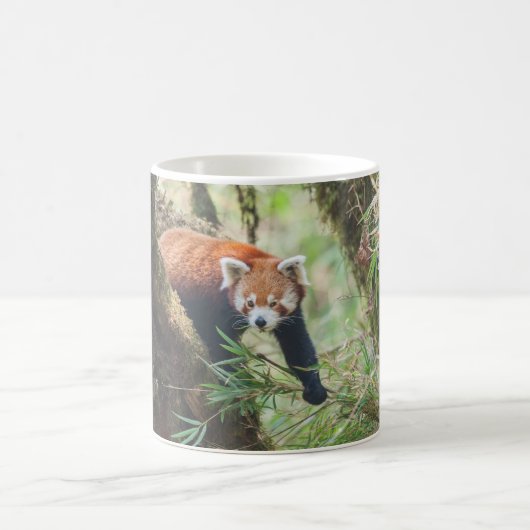 Rote Panda-Tasse Kaffeetasse (Mittel)