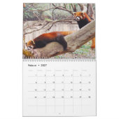 Rote Pandas Kalender (Feb 2027)