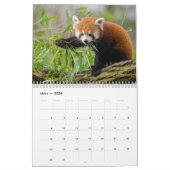 Rote Pandas Kalender (Mär 2026)
