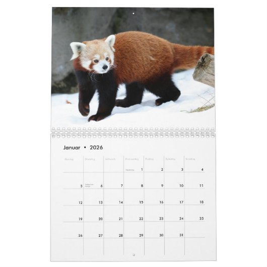 Rote Pandas Kalender (Jan 2026)