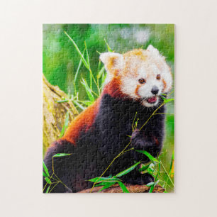 Rote Pandas. Puzzle