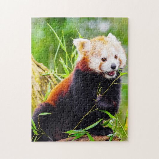 Rote Pandas. Puzzle (Vertikal)
