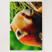 Rote Pandas. Puzzle (Vertikal)