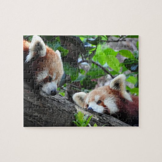 Rote Pandas Puzzle (Horizontal)