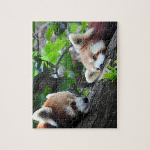 Rote Pandas Puzzle