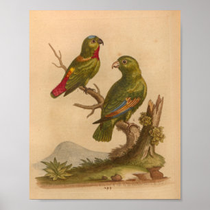 Rote Papageien mit Vintagen Vogelarten drucken Poster