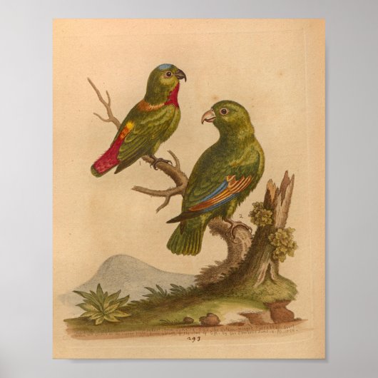 Rote Papageien mit Vintagen Vogelarten drucken Poster (Vorne)