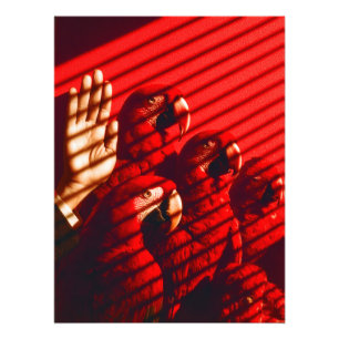 Rote Papageien und eine Hand Fotodruck