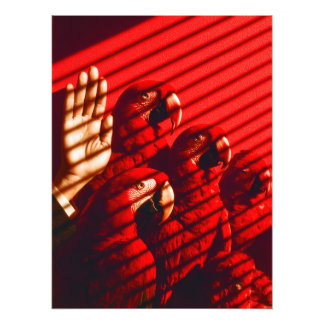 Rote Papageien und eine Hand Fotodruck