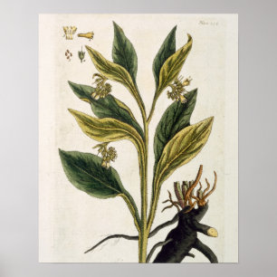 Rote Paprikas (Farbstich) Poster
