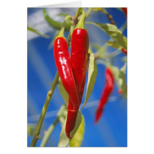 Rote Paprikaschotenkarte