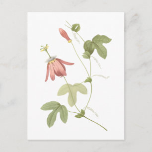 Rote Passion Blume (Passiflora racemosa) von Redou Postkarte