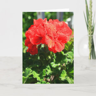 Rote Pelargonie-Blumen-Gruß-Karte, Karte