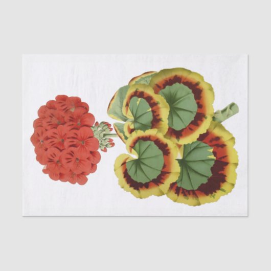 Rote Pelargonie botanisches 10" X 15" Seidenpapier (Vorderseite)