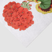 Rote Pelargonie botanisches 10" X 15" Seidenpapier (Ausschnitt)