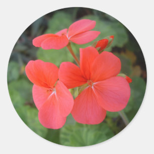 Rote Pelargonien Runder Aufkleber