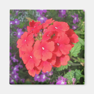 Rote Pelargonien Up nahes Magnet