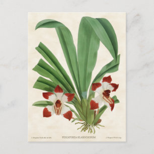 Rote Pescatorea-Orchidee Vintage-Botanik Postkarte