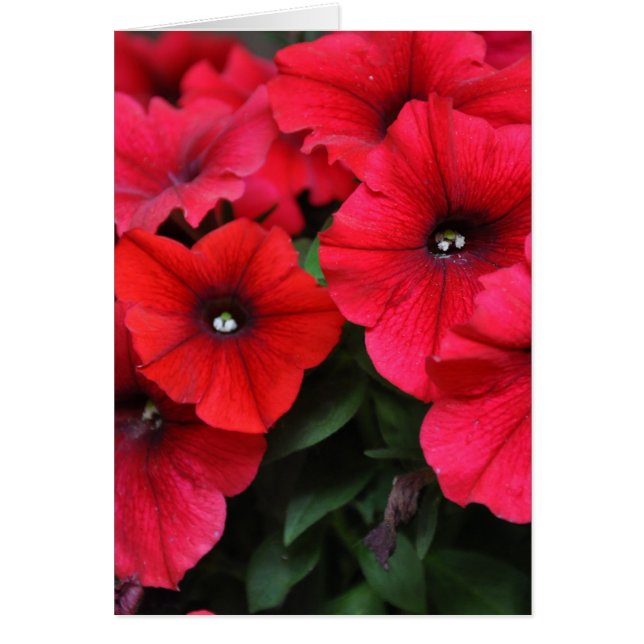 Rote Petunia-Blume (Vorne)