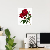 Rote Pfingstrose mit Knospen Poster (Heimbüro)