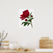 Rote Pfingstrose mit Knospen Poster (Küche)