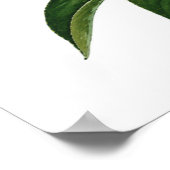 Rote Pfingstrose mit Knospen Poster (Ecke)
