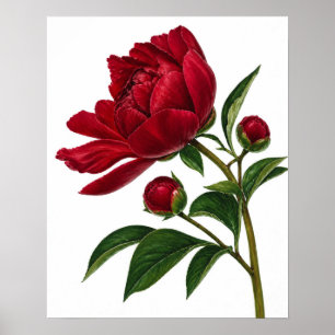 Rote Pfingstrose mit Knospen Poster