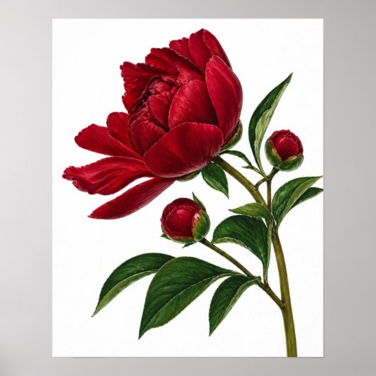 Rote Pfingstrose mit Knospen Poster (Vorne)