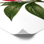 Rote Pfingstrosenblume Vorderansicht Poster (Ecke)