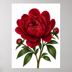 Rote Pfingstrosenblume Vorderansicht Poster