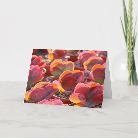 Rote Pflanze Sukkulare Grußkarte Karte (Vorderseite)