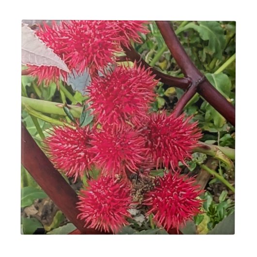Rote Pflanze von Castor Bean Fliese (Vorderseite)