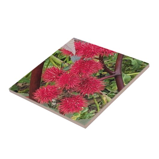 Rote Pflanze von Castor Bean Fliese (Seite)