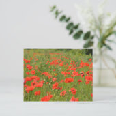 Rote Pflaumen im Feld Postkarte (Stehend Vorderseite)
